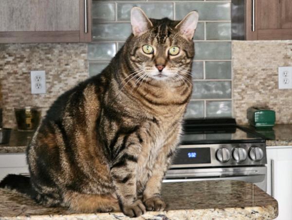 /Images/uploads/Cat Welfare Association/CatWelfare/entries/33912thumb.jpg